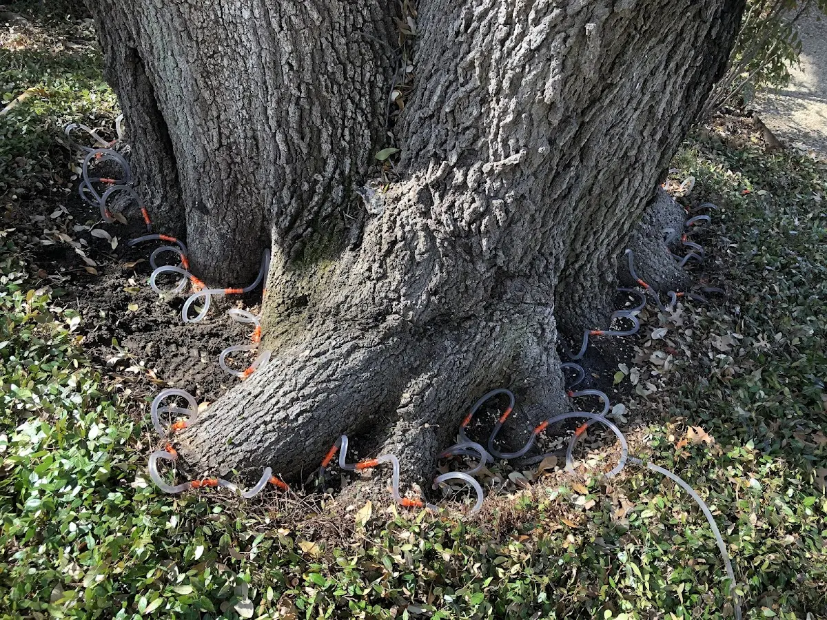 Detailed Tree Cabling and Bracing job site in Ionia