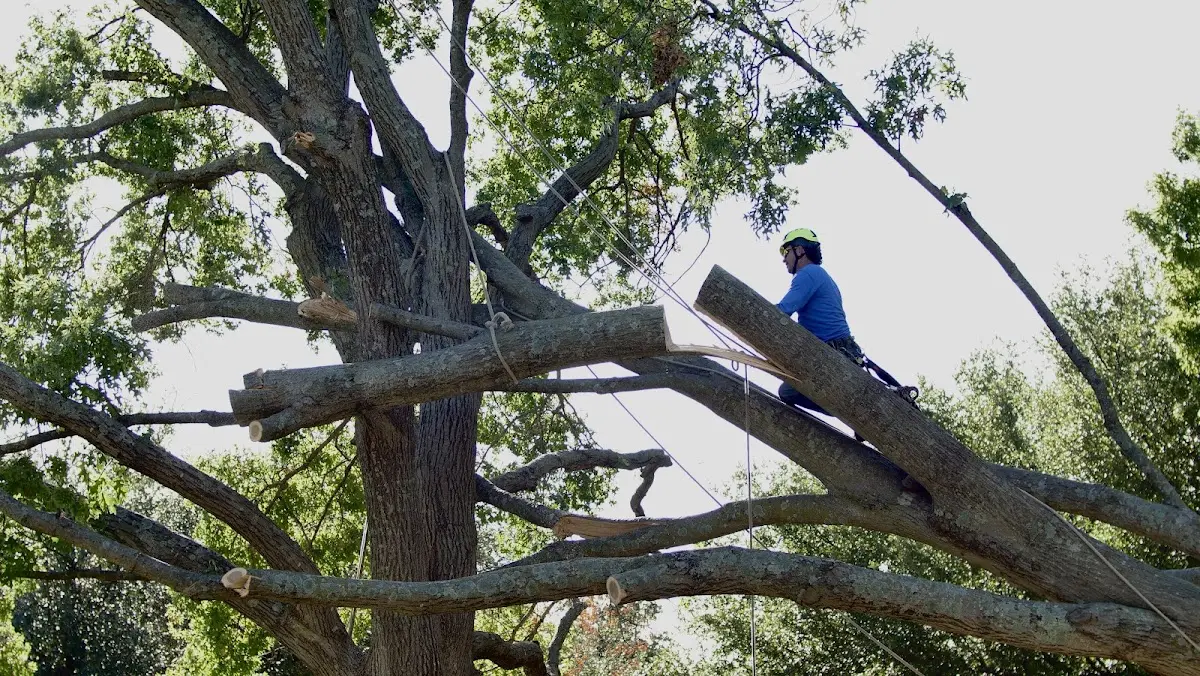 Professional Crown Thinning performed by certified arborists in Ionia